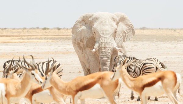 Parque Nacional Etosha